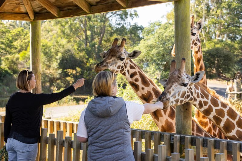 Orana Wildlife Park Admission Ticket - The giraffes may be the day’s highlight