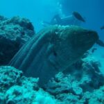 Orange Bay Full-Day Snorkeling & Banana Boat Experience - The morning begins with a transfer and breakfast