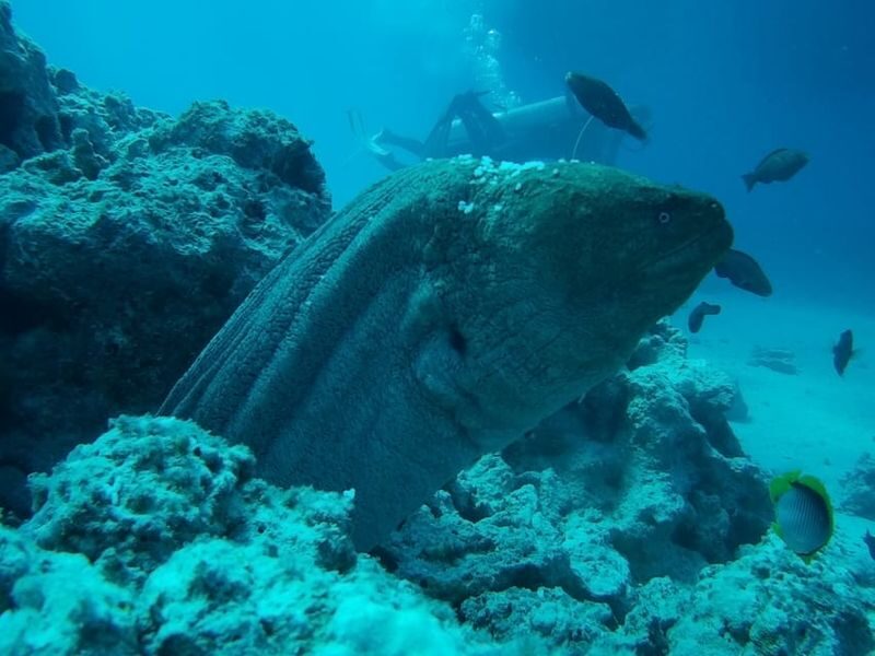 Orange Bay Full-Day Snorkeling & Banana Boat Experience - The morning begins with a transfer and breakfast