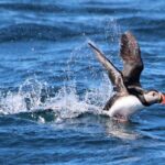 Original Big Whale Safari & Puffins RIB Speedboat Tour from Husavik - Puffin Island, only when the season and sea allow