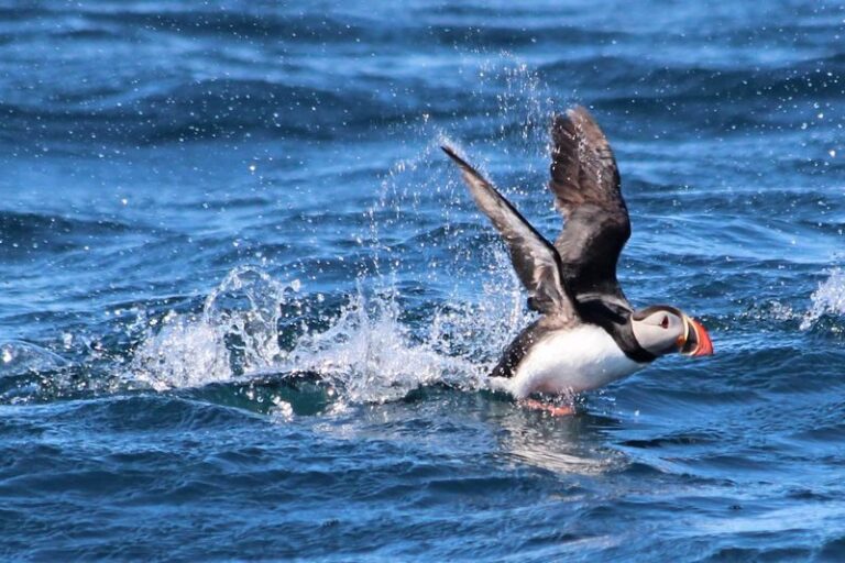 Original Big Whale Safari & Puffins RIB Speedboat Tour from Husavik - Puffin Island, only when the season and sea allow