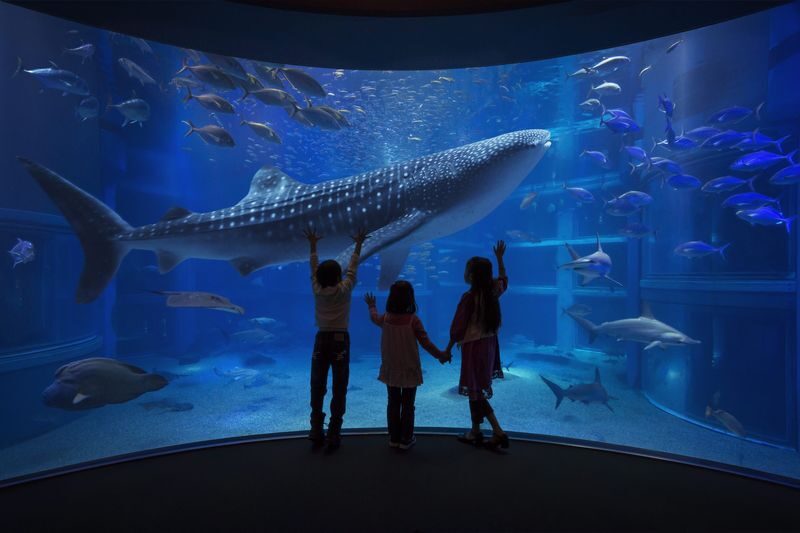 Osaka Aquarium Kaiyukan Ticket - Looking closely at the smaller residents