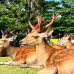 Osaka Full-Day Nara Park, Arima Onsen & Kobe Port Tour - Nara Park: the first named stop