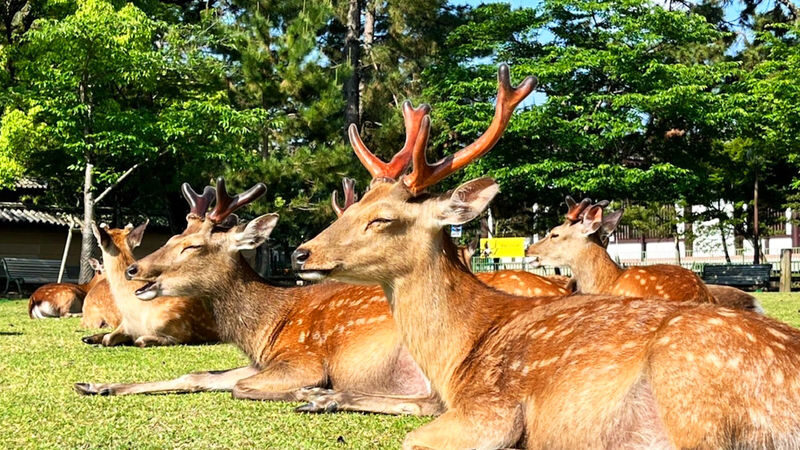 Osaka Full-Day Nara Park, Arima Onsen & Kobe Port Tour - Nara Park: the first named stop