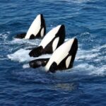 Osaka Kobe Suma Seaworld & Rokko Garden Terrace Full-Day Tour with Night View - Suma Sea World: shows, exhibits and ticket details
