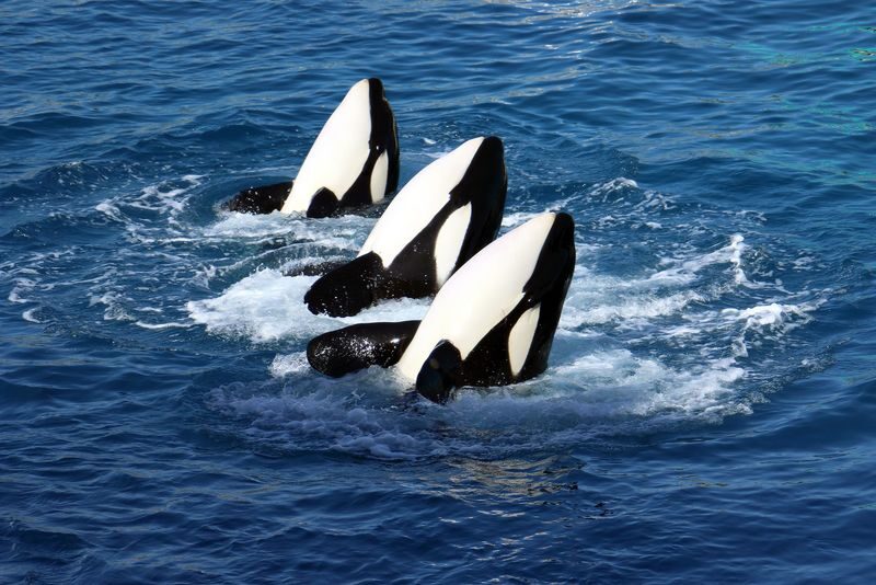 Osaka Kobe Suma Seaworld & Rokko Garden Terrace Full-Day Tour with Night View - Suma Sea World: shows, exhibits and ticket details