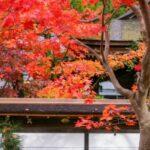 Osaka Koyasan & Okunoin Cemetery Day Tour - Tama Museum Kishi Station adds an unexpected first chapter