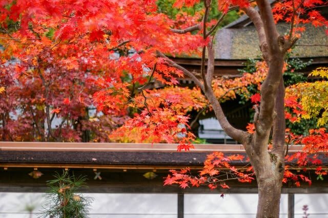 Osaka Koyasan & Okunoin Cemetery Day Tour - Tama Museum Kishi Station adds an unexpected first chapter