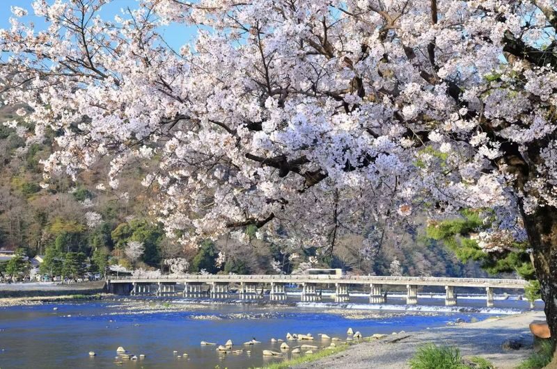 Osaka Kyoto & Nara Full-Day Private Tour with Customizable Itinerary - Nara Park and Todaiji Temple
