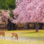 Osaka Nara, Kobe & Arima Onsen Full-Day Tour - Nara Park is the named attraction