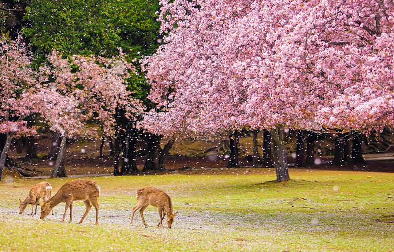 Osaka Nara, Kobe & Arima Onsen Full-Day Tour - Nara Park is the named attraction