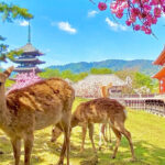Osaka Nara Park, Arima Onsen & Kobe Port One-Day Tour - Nara Park: a familiar name, with time to use well