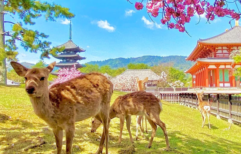 Osaka Nara Park, Arima Onsen & Kobe Port One-Day Tour - Nara Park: a familiar name, with time to use well