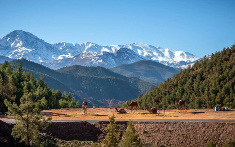 Ourika Valley and Atlas Mountains Day Tour from Marrakech - What the $12.89 starting price tells you, and what it does not