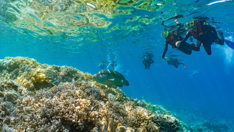Outer Reef Pontoon and Fitzroy Island Full Day Premium Tour - What Moore Reef can and cannot promise