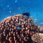 Outer Reef Snorkel and Dunk Island Small Group Tour from Cairns - Beaver Reef: time to explore at your own pace