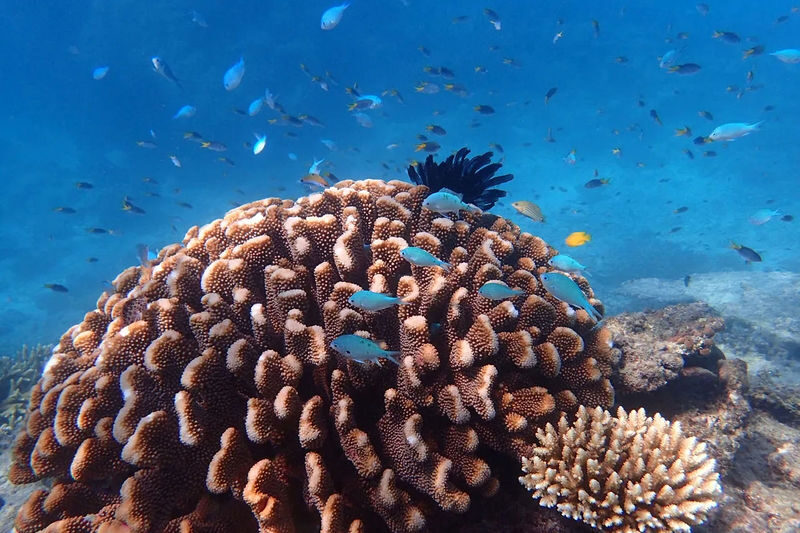 Outer Reef Snorkel and Dunk Island Small Group Tour from Cairns - Beaver Reef: time to explore at your own pace