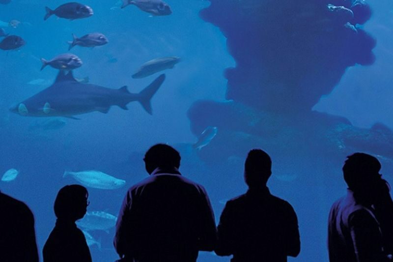 Palma Aquarium ticket in Mallorca - The coral collection and conservation work
