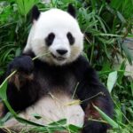 Panda Base & Dujiangyan Full-Day Guided Tour - Dujiangyan’s waterworks add a different kind of interest
