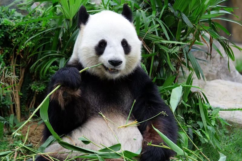 Panda Base & Dujiangyan Full-Day Guided Tour - Dujiangyan’s waterworks add a different kind of interest