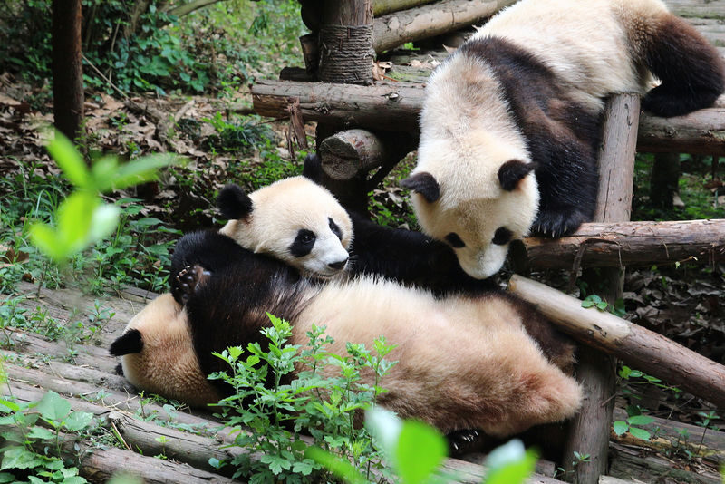 Panda Base & Leshan Giant Buddha Full-Day Guided Tour - Add Leshan for a long day with a big payoff