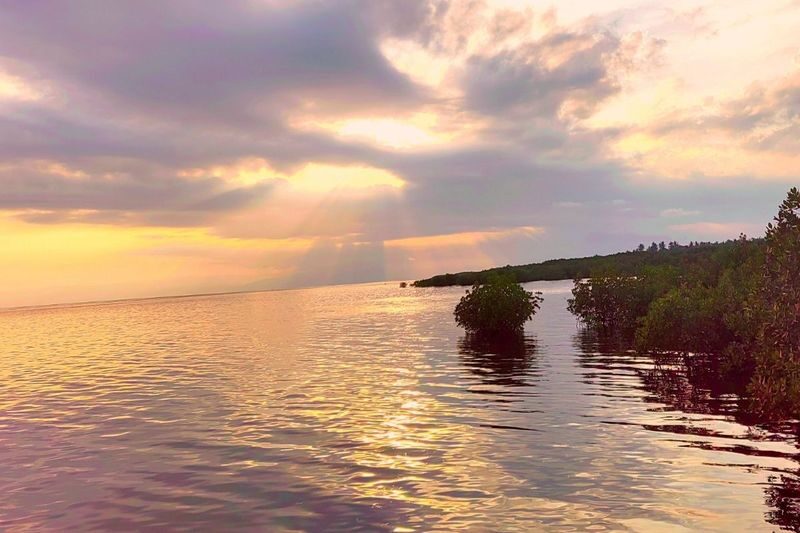 Panglao Mangrove and Sunset Half-Day Private Tour - Following Bakhawan’s bamboo walkway