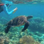 Panglao Virgin & Balicasag Islands Half-Day Snorkeling Tour - Looking for dolphins on the way
