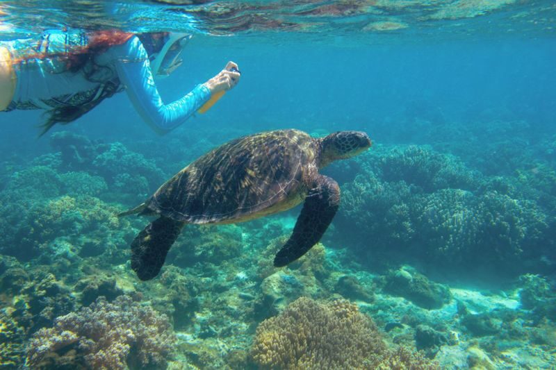 Panglao Virgin & Balicasag Islands Half-Day Snorkeling Tour - Looking for dolphins on the way