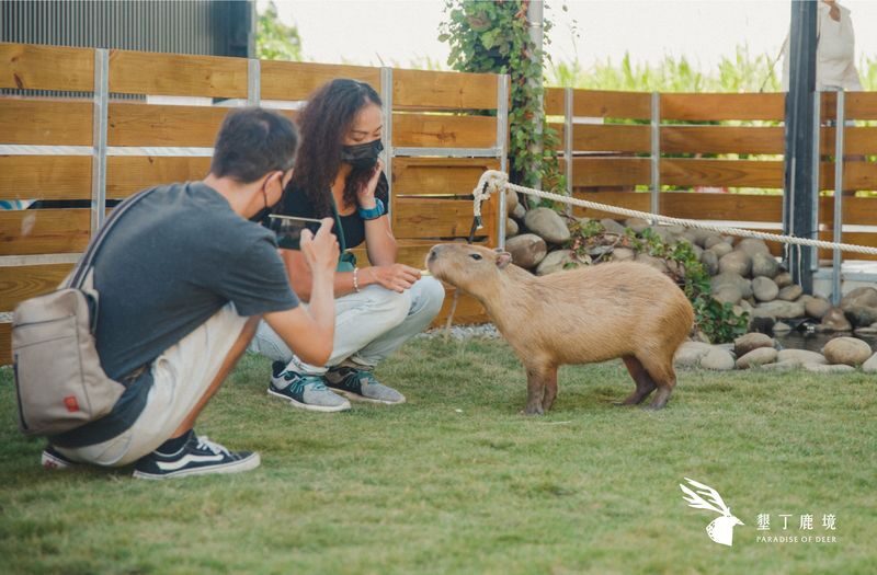 Paradise of Deer Ticket in Kenting Pingtung - A Short, Flexible Visit Among Several Animals