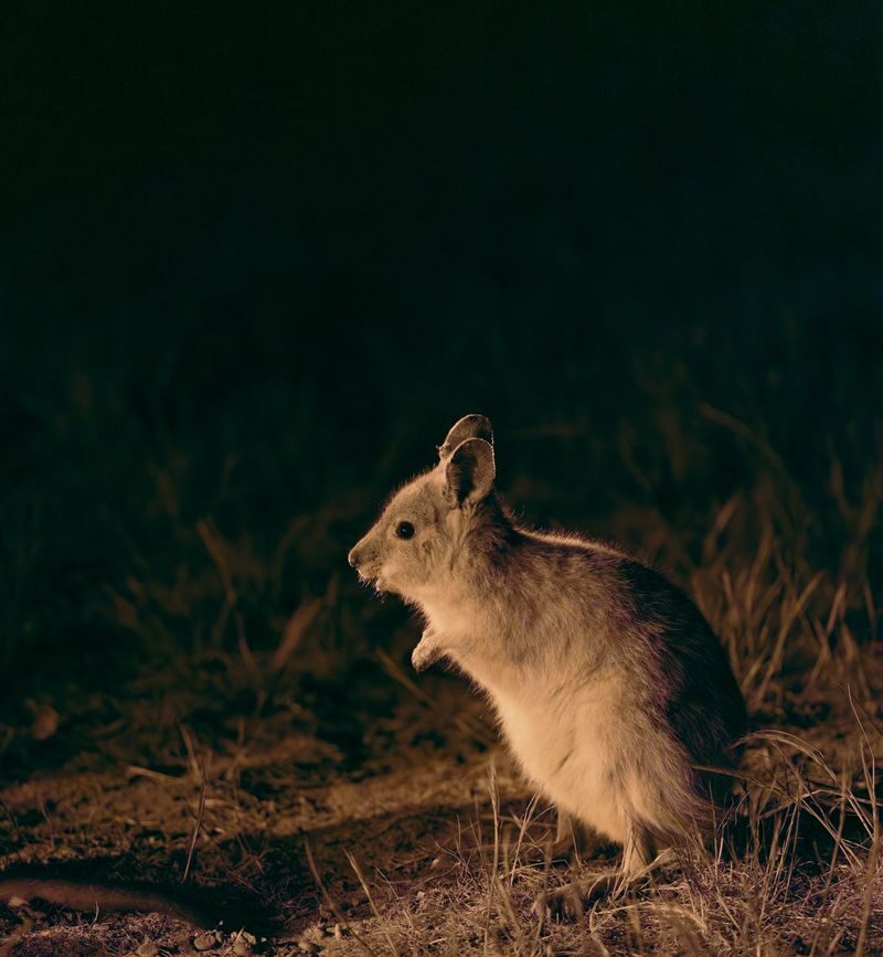 Perth Barna Mia & Dryandra Full-Day Wildlife Tour with Stargazing - The drive from Perth sets the scene