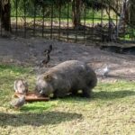 Phillip Island Penguin Parade & Wildlife Day Tour from Melbourne - Moonlit Sanctuary: close encounters, with a clock to watch