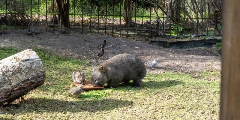 Phillip Island Penguin Parade & Wildlife Day Tour from Melbourne - Moonlit Sanctuary: close encounters, with a clock to watch