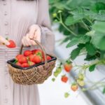 Photogenic Fukuoka Uminonakamichi, Strawberry Farm & Chinkokuji - Uminonakamichi: flowers that depend on the month