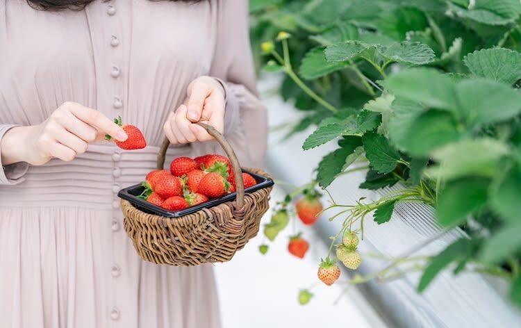 Photogenic Fukuoka Uminonakamichi, Strawberry Farm & Chinkokuji - Uminonakamichi: flowers that depend on the month