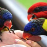 Phuket Bird Park Ticket - Feeding birds can be the highlight for children