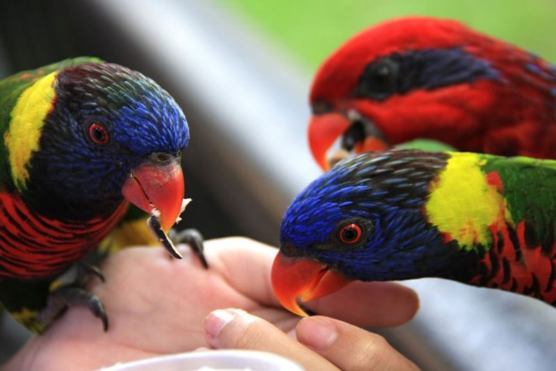 Phuket Bird Park Ticket - Feeding birds can be the highlight for children