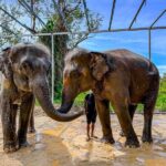 Phuket Elephant Care: Your Responsible & Authentic Welfare Programs - From hotel pickup to first hello