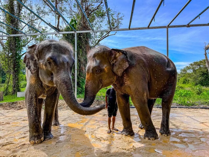 Phuket Elephant Care: Your Responsible & Authentic Welfare Programs - From hotel pickup to first hello