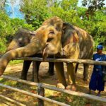 Phuket Hidden Forest Elephant Reserve Sanctuary Experience - The meal is part of the appeal