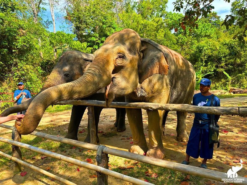 Phuket Hidden Forest Elephant Reserve Sanctuary Experience - The meal is part of the appeal
