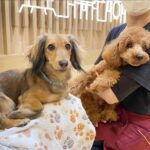 Play with Dogs at Dog Cafe Rio Asakusa [Dog Cafe Rio Asakusa] - What the timed visit includes