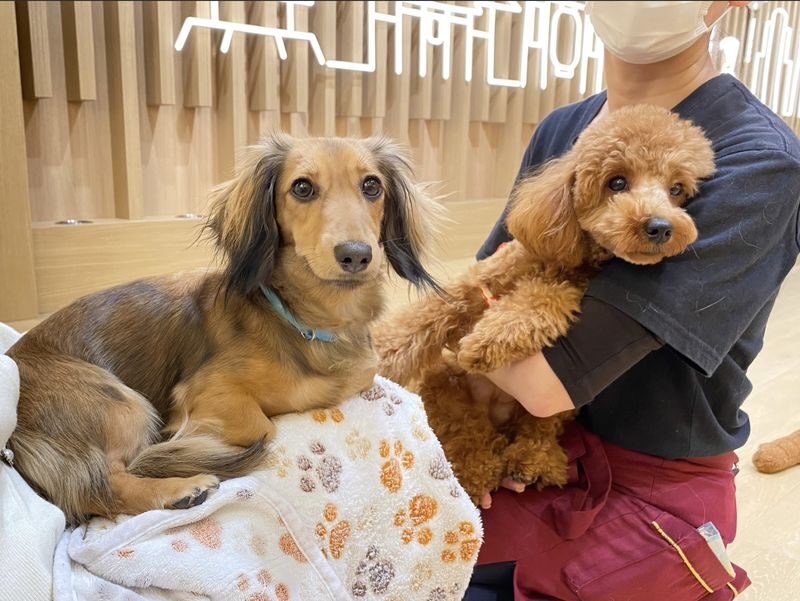 Play with Dogs at Dog Cafe Rio Asakusa [Dog Cafe Rio Asakusa] - What the timed visit includes