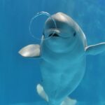 Port of Nagoya Public Aquarium Ticket - Make time for the sardine display and feeding sessions