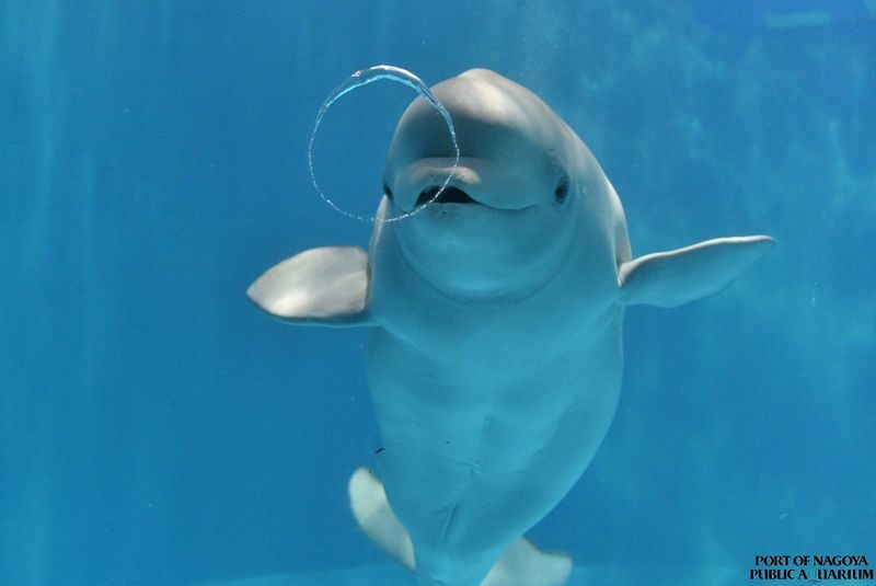 Port of Nagoya Public Aquarium Ticket - Make time for the sardine display and feeding sessions