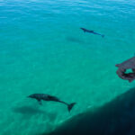 Port Stephens: Dolphin Discovery Cruise - Searching for dolphins, not staging a show