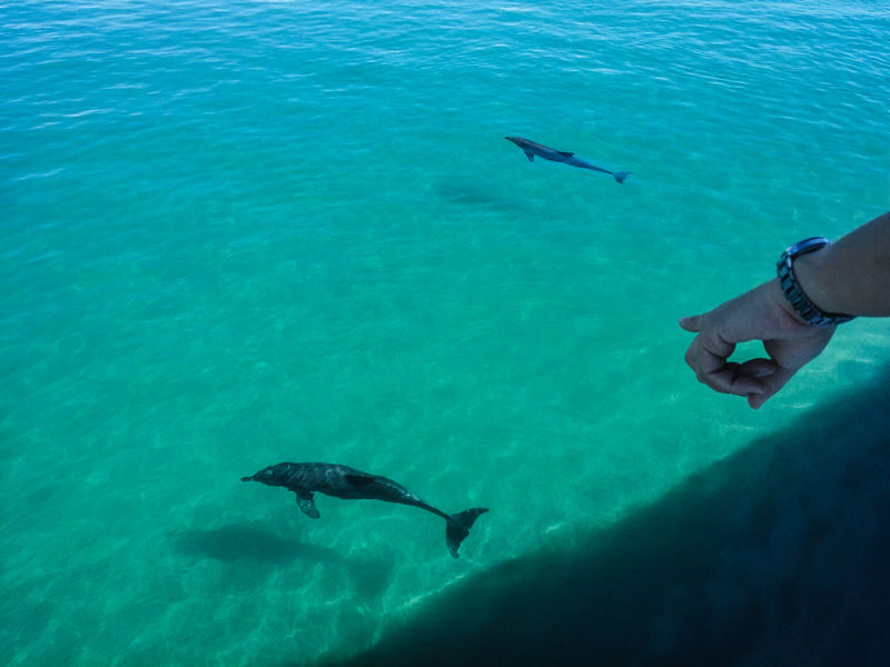 Port Stephens: Dolphin Discovery Cruise - Searching for dolphins, not staging a show