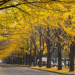 Private Car Charter Tour: Hokkaido Sapporo, Jozankei, and Otaru Day Trip | Customizable Itinerary - What the eight-hour day can realistically hold