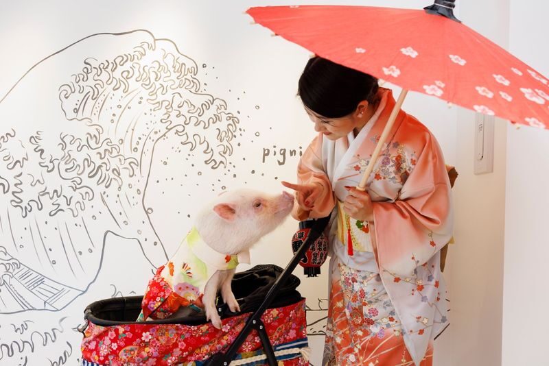 Private Room Micro Pig Cafe with Feeding Experience (Tokyo Asakusa) - What happens during the hour