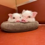 Private Room Micro Pig Cafe with Pig Treat Experience (Tokyo) - What happens during the hour