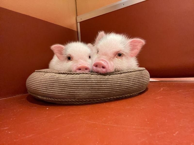 Private Room Micro Pig Cafe with Pig Treat Experience (Tokyo) - What happens during the hour